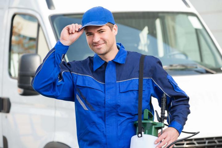 Expert en diagnostic termites Guadeloupe